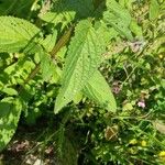 Scrophularia oblongifolia Leaf