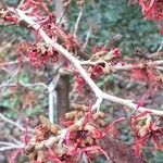 Hamamelis × intermedia Çiçek