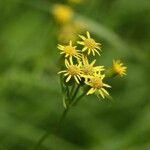 Nemosenecio nikoensis Flor