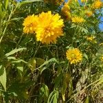 Rudbeckia laciniataKukka