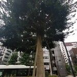 Ilex rotunda Habit