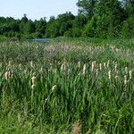 Typha × glauca Habit