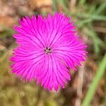 Dianthus graniticus Flors