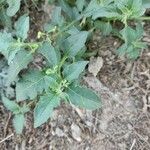 Solanum physalifolium Liść