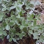 Potentilla apennina 葉