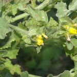 Malachra capitata Tabia