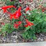 Salvia roemeriana Flor