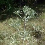 Artemisia chamaemelifolia Buveinė