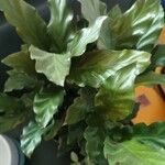 Calathea rufibarbaপাতা