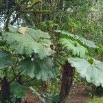 Gunnera insignis Leaf