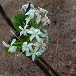 Holarrhena pubescens Flower