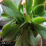 Aeonium leucoblepharum 葉