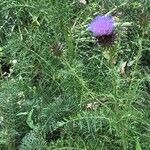 Cynara humilis Flor