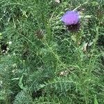 Cynara humilis Квітка