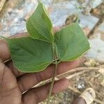 Lablab purpureus Leaf