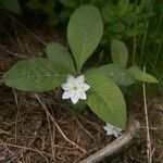 Lysimachia europaea Õis