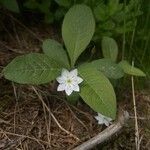 Lysimachia europaea Кветка