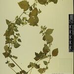 Hypoestes triflora Otro