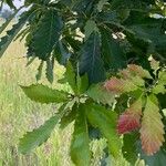 Quercus muehlenbergii Blatt