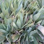 Agave chiapensis List