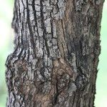 Ziziphus mucronata പുറംതൊലി