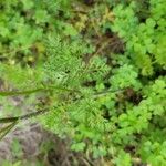 Daucus pusillus Folha