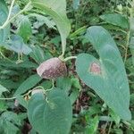 Dioscorea bulbifera Листок