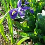 Iris reticulata Blomma