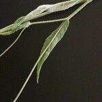 Gutenbergia rueppellii Hoja
