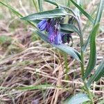 Mertensia lanceolataFloro