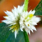Gomphrena celosioides Blüte