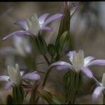 Brodiaea pallida Květ
