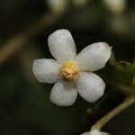 Ardisia crenata Цветок