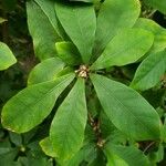 Synsepalum dulcificum Leaf