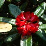 Rhododendron piercei Floro