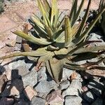 Aloe thraskii Hostoa