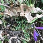 Vicia monantha Leaf