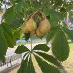 Aesculus pavia Gyümölcs