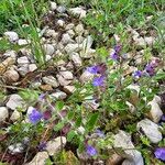 Scutellaria drummondiiFiore