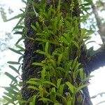Bulbophyllum conicum Habitus