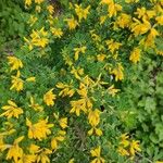 Genista monspessulana Flor