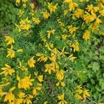 Genista monspessulana Blüte