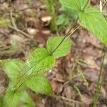 Veronica urticifoliaList