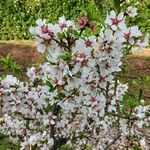 Prunus dulcis Flor