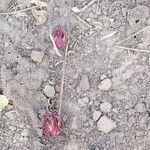 Hibiscus sabdariffa Fleur