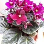 Streptocarpus ionanthus Bloem