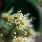 Pisonia aculeata Blüte