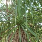 Pandanus spiralis Hoja