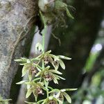 Dendrobium muricatum Flower