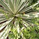 Agave vivipara Fuelha